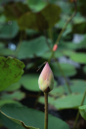 夏天映日荷花花苞摄影图片